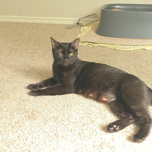 Hero I (New Digs), Adult Domestic Short Hair, cat for adoption in Hurst, Texas