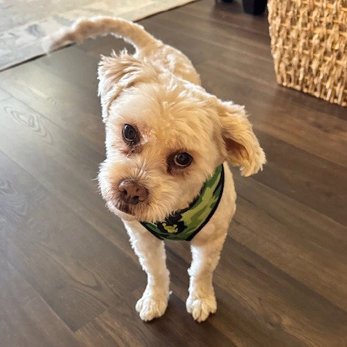 Shih Tzu