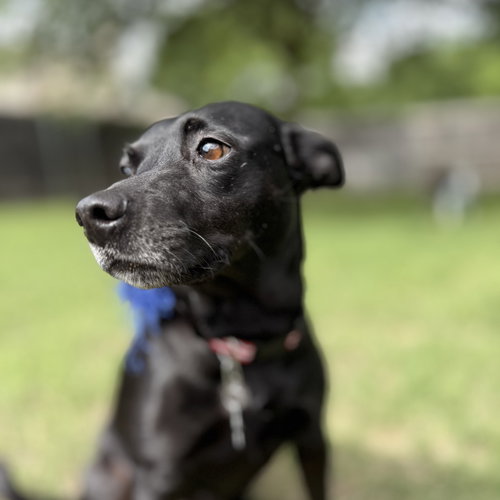 Stormy, an adoptable Black Labrador Retriever in Dallas, TX