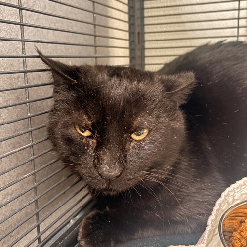 Pantera, Adult Domestic Short Hair, cat for adoption in Hurst, Texas