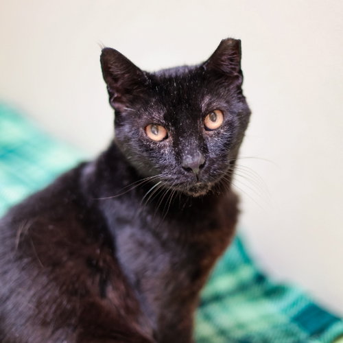 Pantera, a cat for adoption from Dallas Pets Alive