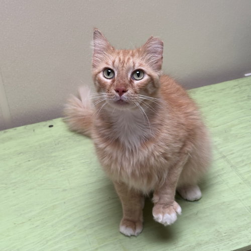 Ched, Adult Domestic Long Hair, cat for adoption in Hurst, Texas