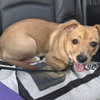Pea (New Digs) - Photo 1