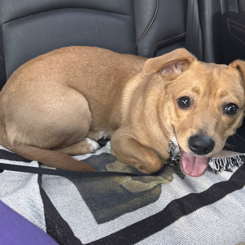 PEA (NEW DIGS) - Terrier available for adoption