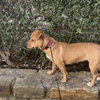 Pea (New Digs) - Photo 2