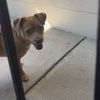Pea (New Digs) - Photo 3
