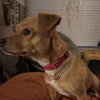 Pea (New Digs) - Photo 4