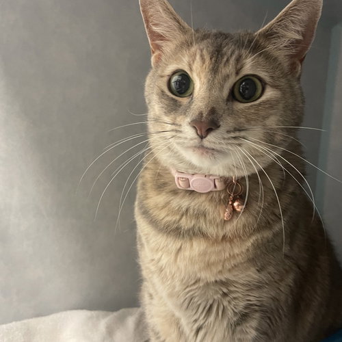 Blu III (New Digs), Adult Domestic Short Hair, cat for adoption in Hurst, Texas