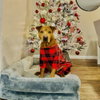 Elvis (New Digs) - Photo 1