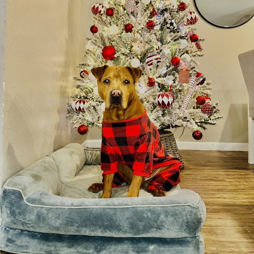 ELVIS (NEW DIGS) - Shar Pei available for adoption