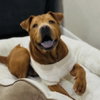 Elvis (New Digs) - Photo 2
