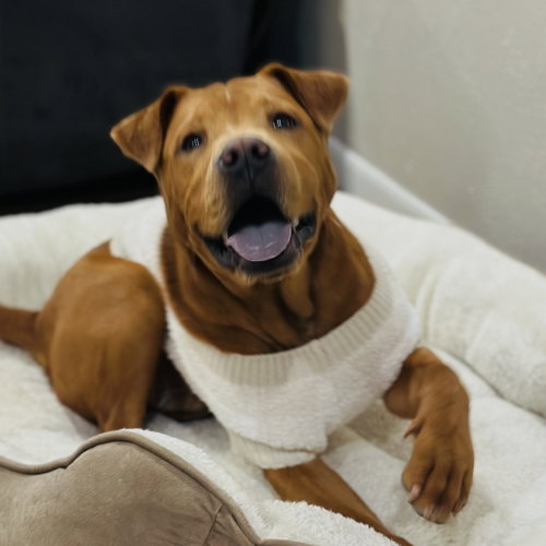 ELVIS (NEW DIGS) - Shar Pei available for adoption