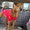 Elvis (New Digs) - Photo 3