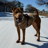 Elvis (New Digs) - Photo 4