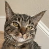 Cleo III (New Digs) - Photo 1