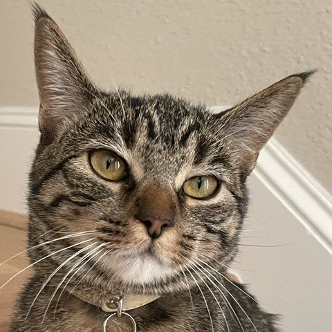 Cleo III (New Digs), Adult American Shorthair, cat for adoption in Hurst, Texas