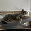 Cleo III (New Digs) - Photo 3