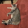 Cleo III (New Digs) - Photo 4