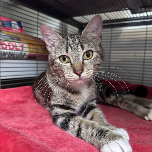Morgan, Young Domestic Short Hair, cat for adoption in Hurst, Texas
