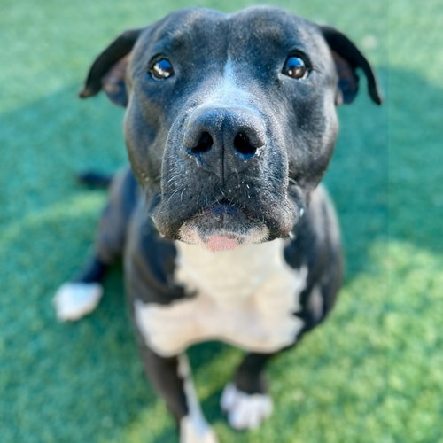 Angus, an adoptable Pit Bull Terrier in Dallas, TX