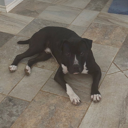 Angus photo 4