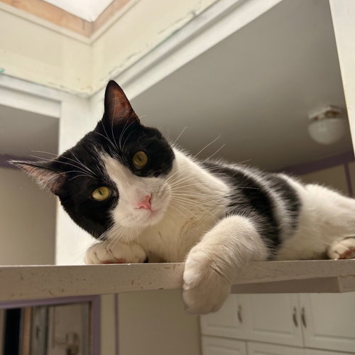 Bubba, an adoptable Domestic Short Hair in Dallas, TX