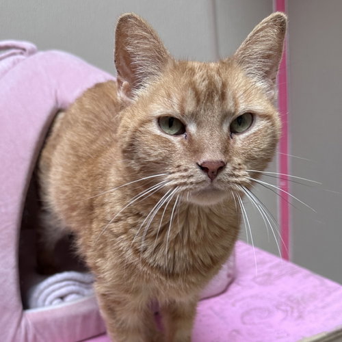 Max, an adoptable Domestic Short Hair in Dallas, TX