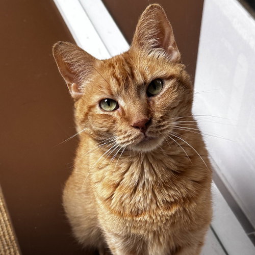 Max, Adult Domestic Short Hair, cat for adoption in Fort Worth, Texas