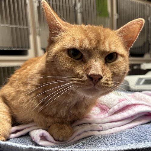 MAX - Domestic Short Hair available for adoption