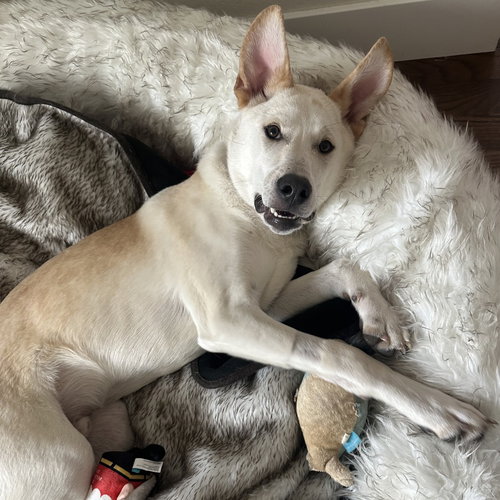 Scout Cooper, an adoptable Labrador Retriever in Dallas, TX