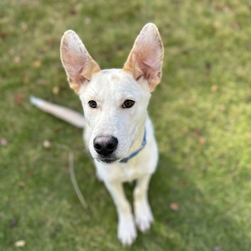 Scout Cooper photo 2
