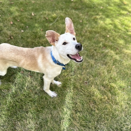 Scout Cooper photo 4