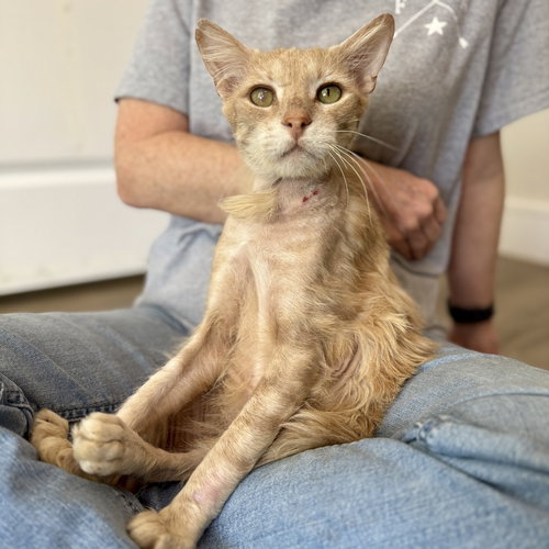 Nigel Thornberry, an adoptable Domestic Short Hair in Dallas, TX
