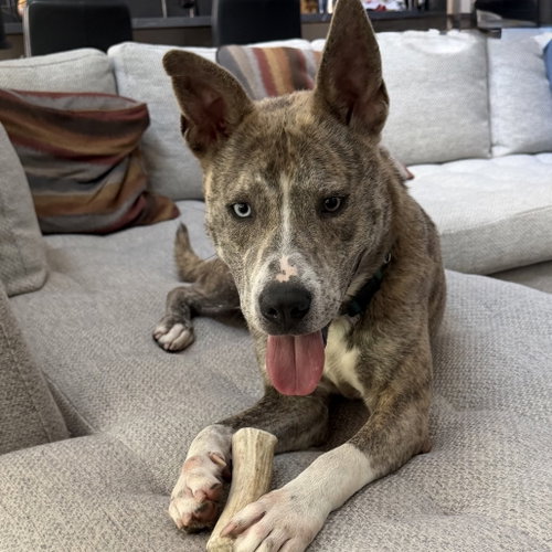 Dutton, an adoptable Terrier in Dallas, TX