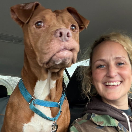 BENNY B - Pit Bull Terrier available for adoption