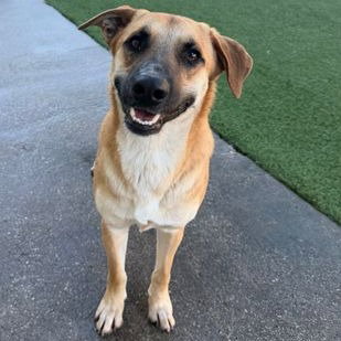 Toast, an adoptable Terrier in Dallas, TX