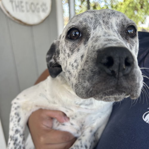 Valentina, an adoptable Terrier in Dallas, TX