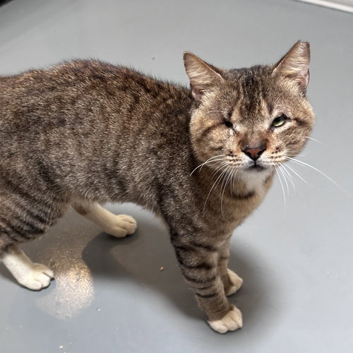 PapÃ, an adoptable Bengal in Dallas, TX