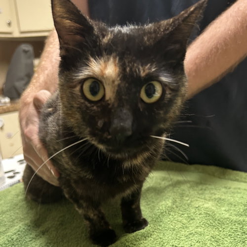 Lucille (Lucy), Adult Domestic Short Hair, cat for adoption in Hurst, Texas