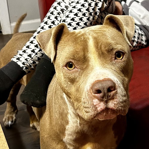 Honey Bun, an adoptable Pit Bull Terrier in Dallas, TX