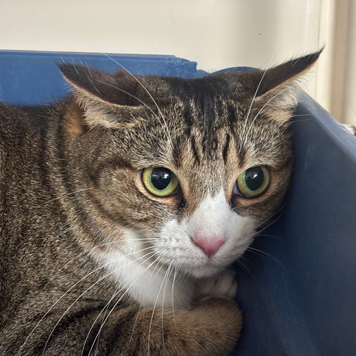 Ursula, Adult Domestic Short Hair, cat for adoption in Hurst, Texas