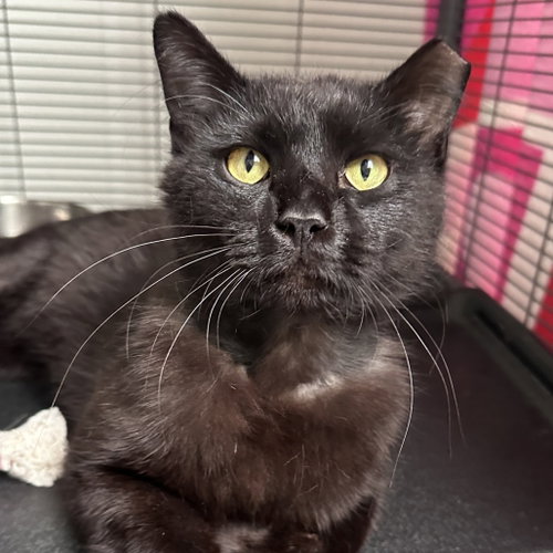 Thunder, Adult Domestic Short Hair, cat for adoption in Fort Worth, Texas