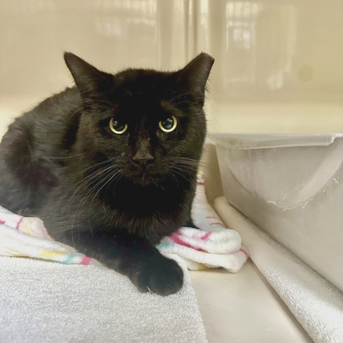 THUNDER - Domestic Short Hair available for adoption