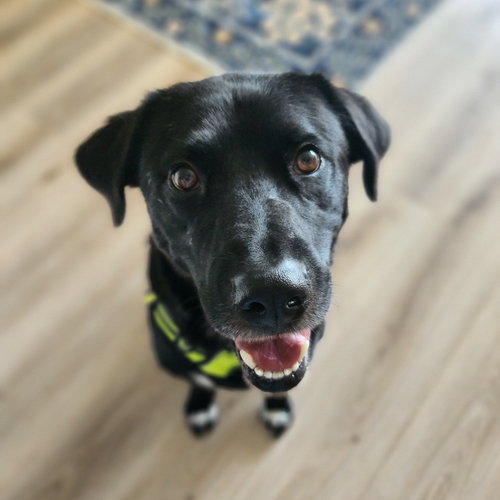 Zeke V (New Digs), an adoptable Black Labrador Retriever in Dallas, TX