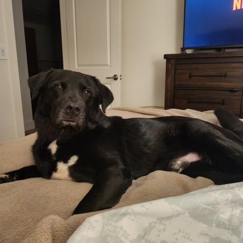 ZEKE V (NEW DIGS) - Black Labrador Retriever available for adoption