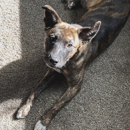 Duke X (New Digs), an adoptable Mountain Cur in Dallas, TX
