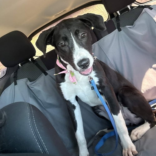 Shirayuki (New Digs), an adoptable Pointer in Dallas, TX