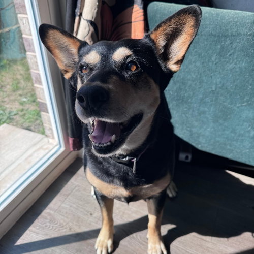 CORA IV (NEW DIGS) - Terrier available for adoption