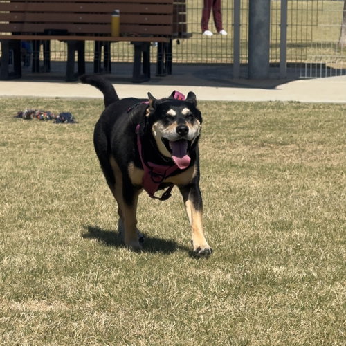 CORA IV (NEW DIGS) - Terrier available for adoption