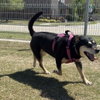 Cora IV (New Digs) - Photo 3
